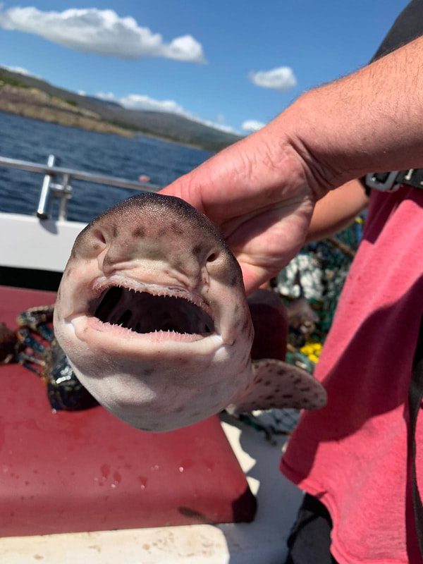 117383284 635093970484430 8624513192741675457 n orig