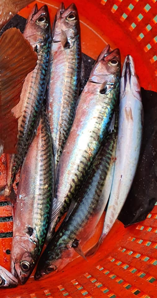 108133296 10158158895885219 8845124220664902427 n orig