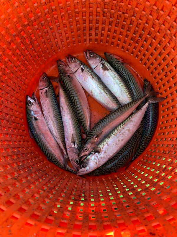 117340466 313993293130782 2764226866121775027 n orig