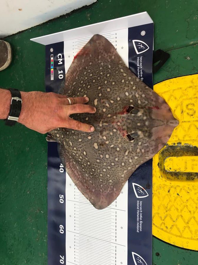 205667941 1484164888588562 6135920527736126185 n orig