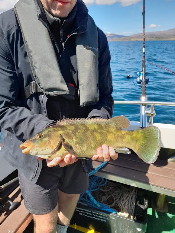 fish of the day orig